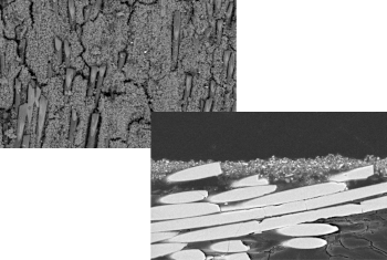 SEM image of the friction lining after test (left: top view, right: cross section)